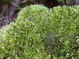 Attēlu rezultāti vaicājumam “Riccardia palmata”