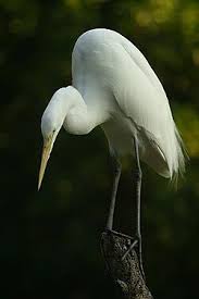 Attēlu rezultāti vaicājumam “Egretta alba”