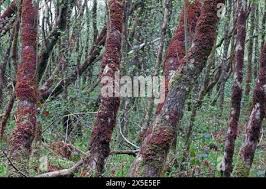 Attēlu rezultāti vaicājumam “Frullania tamarisci macro”