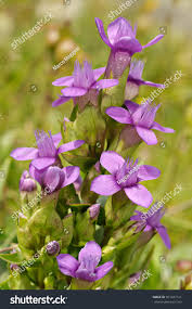 Attēlu rezultāti vaicājumam “Gentianella campestris”