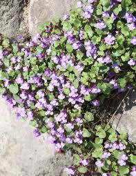 Attēlu rezultāti vaicājumam “Cymbalaria muralis flower”