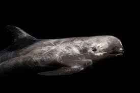 Image result for Grampus griseus