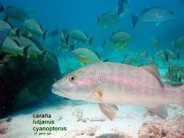 Image result for Lutjanus cyanopterus