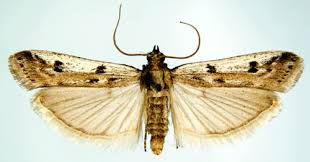 Attēlu rezultāti vaicājumam “Phycitodes binaevella”