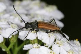 Attēlu rezultāti vaicājumam “Anastrangalia sanguinolenta”