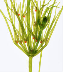 Attēlu rezultāti vaicājumam “Chara intermedia”