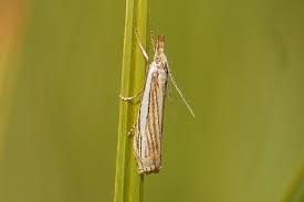 Attēlu rezultāti vaicājumam “Crambus silvella”