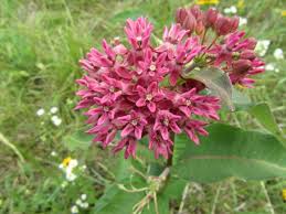 Attēlu rezultāti vaicājumam “Apocynaceae”