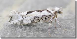 Attēlu rezultāti vaicājumam “Ypsolopha sequella”