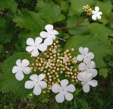 Attēlu rezultāti vaicājumam “Viburnum opulus”