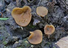 Attēlu rezultāti vaicājumam “Peziza repanda”