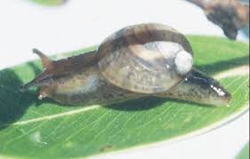 Attēlu rezultāti vaicājumam “Succinea”