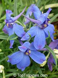 Attēlu rezultāti vaicājumam “Colloderma sp.”