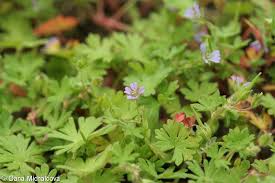 Attēlu rezultāti vaicājumam “Geranium pusillum leaf”