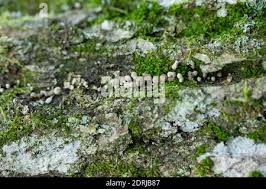 Attēlu rezultāti vaicājumam “Phleogena faginea stalked”