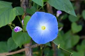 Image result for Ipomoea Heavenly Blue