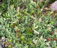 Attēlu rezultāti vaicājumam “Calypogeia fissa”