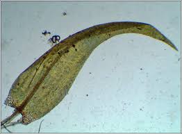 Attēlu rezultāti vaicājumam “Warnstorfia exannulata”