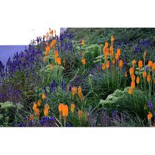 Attēlu rezultāti vaicājumam “Veronica spicata flower”