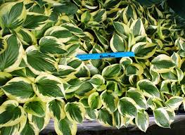 Image result for Hosta Warpaint