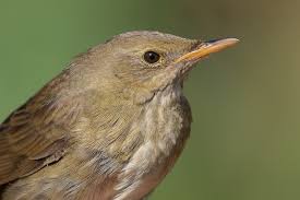 Image result for Locustella fluviatilis