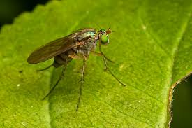 Attēlu rezultāti vaicājumam “Dolichopodidae”