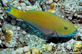 Image result for Chlorurus gibbus