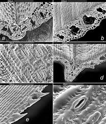 Attēlu rezultāti vaicājumam “Carex chordorhiza”