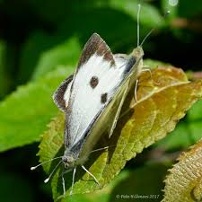 Attēlu rezultāti vaicājumam “Pieris brassicae male”