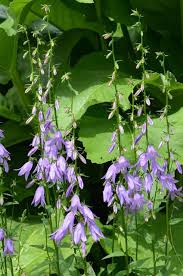 Image result for Campanula rapunculoides