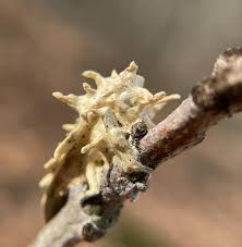 Attēlu rezultāti vaicājumam “Akanthomyces aculeatus”