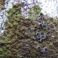 Attēlu rezultāti vaicājumam “Homomallium incurvatum”