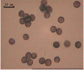 Attēlu rezultāti vaicājumam “Badhamia capsulifera spores”