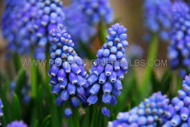 Attēlu rezultāti vaicājumam “Muscari armeniacum”