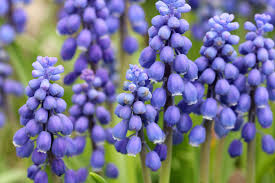 Attēlu rezultāti vaicājumam “Muscari armeniacum flower”