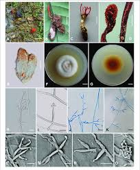 Attēlu rezultāti vaicājumam “Cordyceps farinosa”