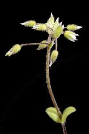 Attēlu rezultāti vaicājumam “Cerastium semidecandrum bud”