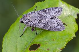 Attēlu rezultāti vaicājumam “Polia nebulosa”