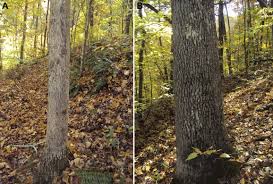 Attēlu rezultāti vaicājumam “Collaria arcyrionema young”