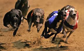 Image result for Reading Greyhound Track