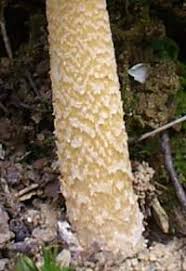 Attēlu rezultāti vaicājumam “Amanita crocea”