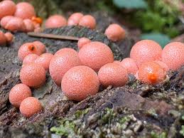 Attēlu rezultāti vaicājumam “Lycogala exiguum aggr. macro”