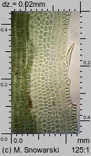 Attēlu rezultāti vaicājumam “Polytrichastrum longisetum”