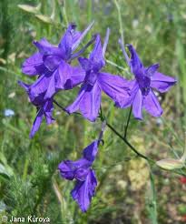 Attēlu rezultāti vaicājumam “Consolida regalis fruit”