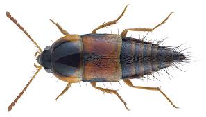 Attēlu rezultāti vaicājumam “Tachyporus sp.”