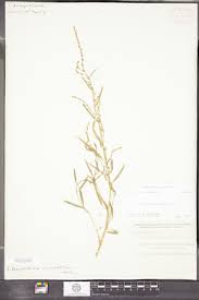 Attēlu rezultāti vaicājumam “Atriplex littoralis fruit”