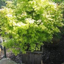 Image result for Acer palmatum `Orange Dream`