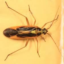 Attēlu rezultāti vaicājumam “Stenotus binotatus”