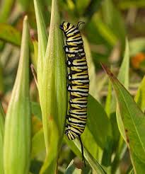 Attēlu rezultāti vaicājumam “larva”