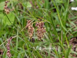 Attēlu rezultāti vaicājumam “Luzula luzuloides”